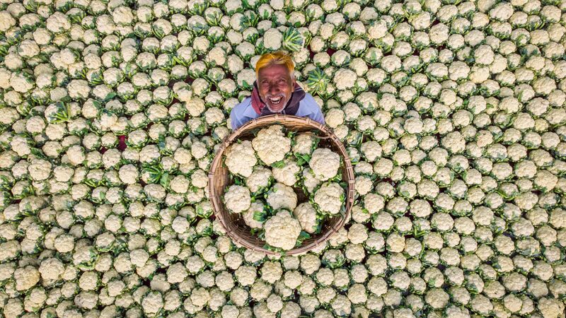 Счастливый фермер, Рафид Ясар, Бангладеш. Моя Планета. - “今日俄罗斯”国际通讯社, 800, 02.10.2023